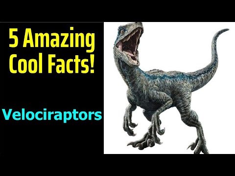 5 Fascinating Facts About Velociraptors