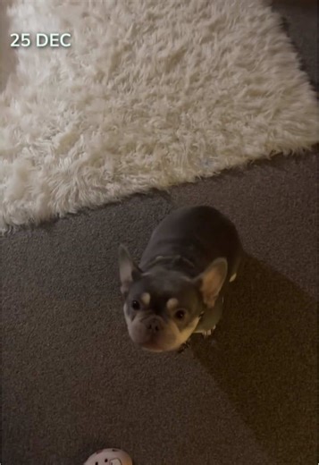 Excited French Bulldogs Celebrate Christmas