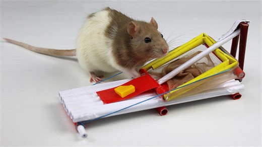 How to make a simple mouse trap from paper