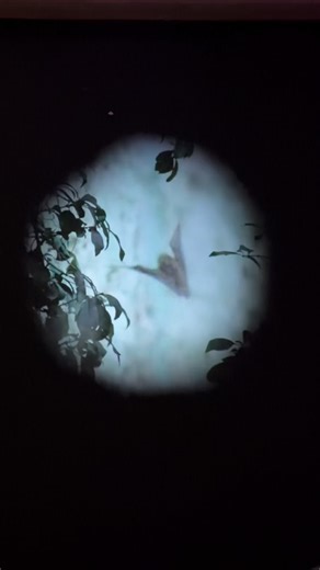 Miguel Novelo on Instagram: "Vórtice-en-la-zona-silencio. Through a custom computer program, microphones echolocate the audience and their presence, creating an interactive response from the video and sound, reacting to their movement and sound. The piece illustrates the bats up close and focuses on the concept of their vortex; outside of a precise zootechnical and biological analysis, the artwork evokes the idea of community and imitation. The bat colony coordinates to exit the cave in a somewh