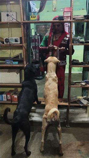 🐶❤️ Insaan aur dog ka pyara rishta#short