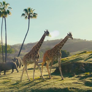 Welcome to San Diego Zoo Safari Park. Discover 1,800 acres of sprawling savannas teeming with wildlife. Get Tickets Now. | San Diego Zoo Safari Park