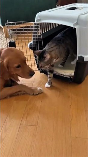 These Pets Are Funnier Than People 🤣#pets #funnycontent #lolvideo #viral