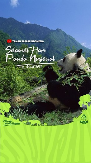 The Great Taman Safari Bogor on Instagram: "Hai Sahabat Satwa...👋👋👋 Happy Panda Day. Tahukah Sahabat Satwa, setiap 16 Maret diperingati sebagai National Panda Day atau Hari Panda Nasional di beberapa negara di dunia. Peringatan Hari Panda Nasional ini sebagai kampanye melindungi panda di Dunia. Panda adalah satwa khas Tiongkok. Panda memiliki dua sub spesies yaitu panda raksasa berwarna hitam dan putih, serta panda Qinling berwarna coklat dengan bentuk tubuh yang lebih kecil. Sudah hampir tuj