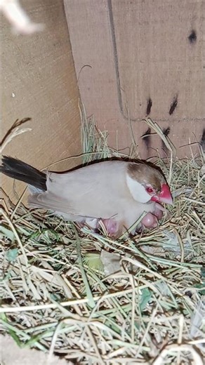 Java Sparrow Breeding Season 2025 | Eggs to Baby Chicks 🐦
