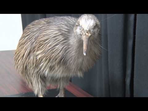 ニュージーランド国鳥 「キーウィ」 の生態に迫る！