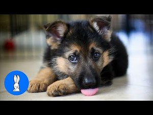 Baby German Shepherds Swimming - CUTEST Compilation