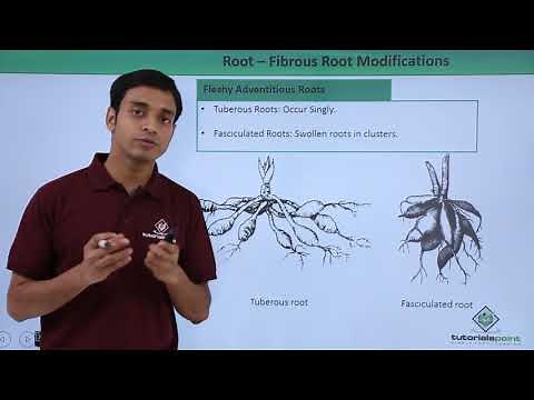 Class 11th – Root - Fibrous Root Modifications | Morphology of Flowering Plants | Tutorials Point