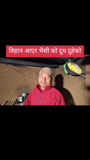 Daily Vlog: Milking Buffalo for Fresh Milk