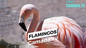 Flamingos Through Time: A Symphony of Pink and Grace