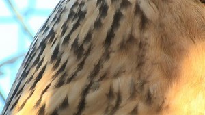 Pharaoh Eagle-owl Bubo Ascalaphus Head Blinking Stock Footage Video (100% Royalty-free) 23743957 | Shutterstock