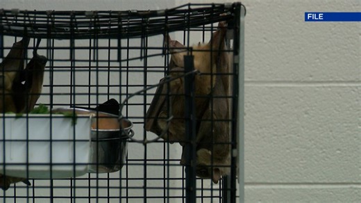 Indiana State set to host 20th annual Bat Festival this weekend