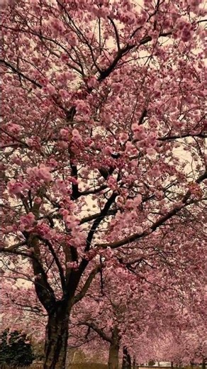 🌸 Under Cherry Blossoms 4K | Peaceful Spring Walk & Soft Pink Light