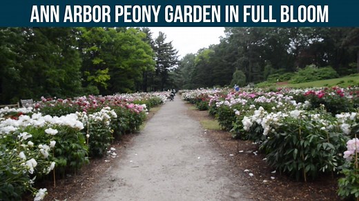 349K views · 10K reactions | University of Michigan's peony garden is in full bloom but the sweet smelling flowers don't last long. Get to Nichols Arboretum while you can still catch a whiff! | MLive.com | Facebook