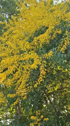 ROMANIA 🇷🇴🌼#Golden Rain tree#Beautiful flowers#nature#garden #gardening