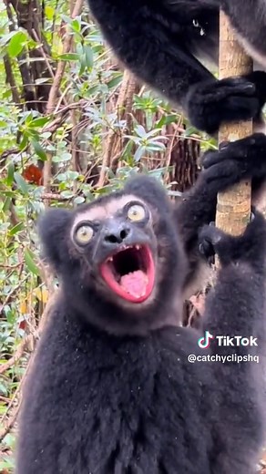 Endangered Lemur and Indris in Madagascar