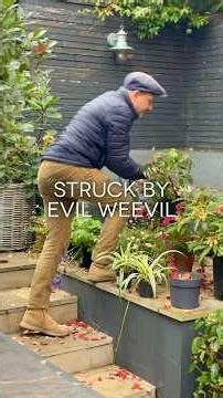 Vine Weevil Is EVIL!!