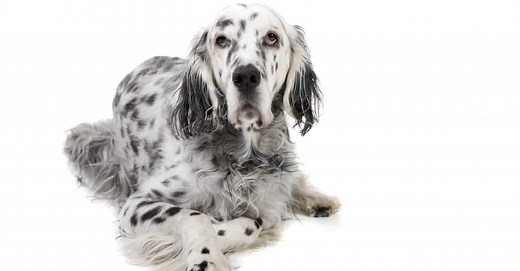 English Setter Colors: Rarest to Most Common