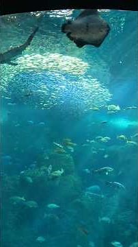 昨日は久しぶりに新江ノ島水族館に行ってきました。久しぶりの江ノ水や、ちょっとした江ノ島観光など1日がとても楽しめました。#新江ノ島水族館#江ノ島#水族館#江ノ水#大水槽#サメ#エイ#魚