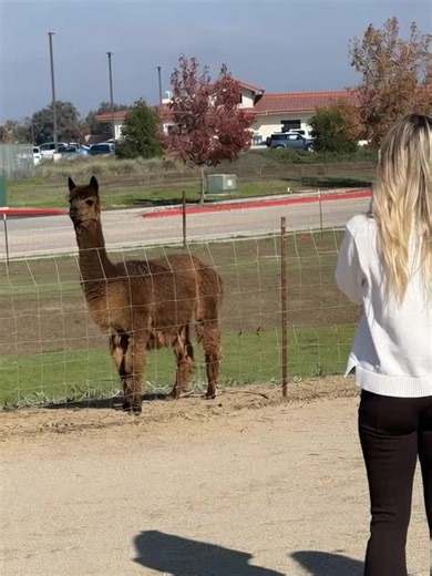 Dancing Alpaca: A Joyful Display of Love and Style
