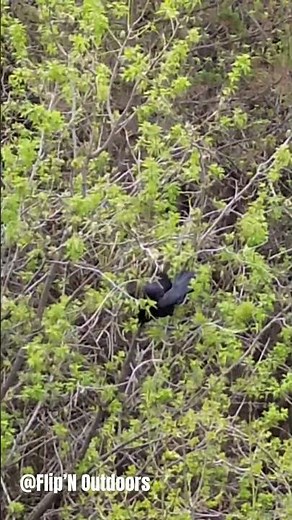 Flying with the Crows! #crow #wildlife #outdoors #countrylife