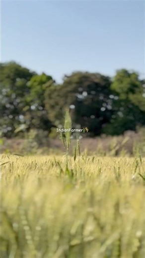 Wheat Farm Tour 🌾 #minivlog #shortvideo #farming #farmer #agriculture #wheat #wheat_rate_today