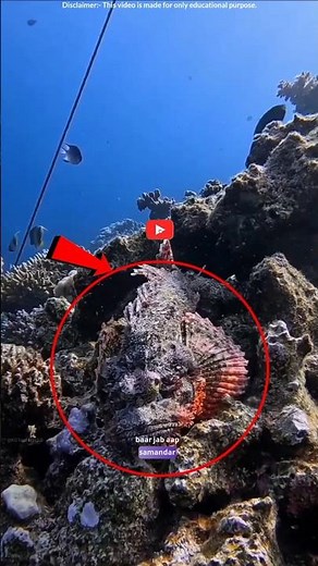 Stonefish: The World’s Deadliest Fish!