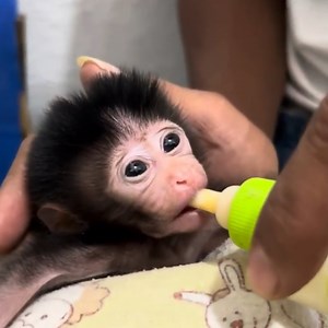 7K views · 196 reactions | welcome new born dwarf monkeys, very small and weak 4 | Monkey poor1 | Facebook