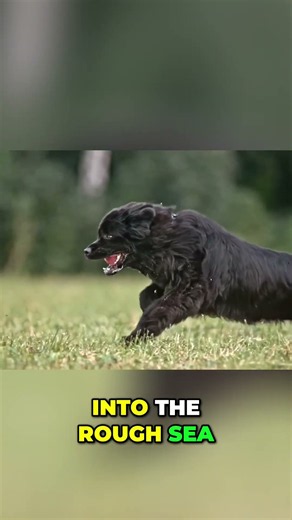 Newfoundland Dog: Incredible Rescuer Dog Breed #shorts