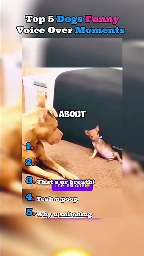 Top 5 dogs funny voice overs 🤣🤣🤣