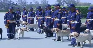 30 Labradors Inducted In Delhi Police Dog Squad |