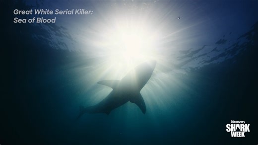 2M views · 31K reactions | Can a great white shark can outsmart Paul de Gelder and Brandon McMillan’s new cage? Watch Great White Serial Killer: Sea of Blood tonight during #SharkWeek at 10p on Discovery! | Shark Week | Facebook