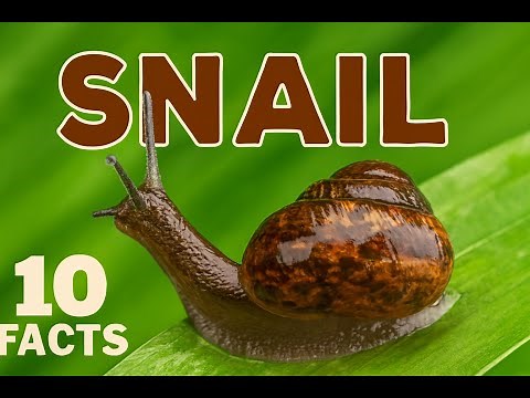 Top 10 Amazing Facts About Snails for Kids! Educational Video #snails #snailshell #snailfacts