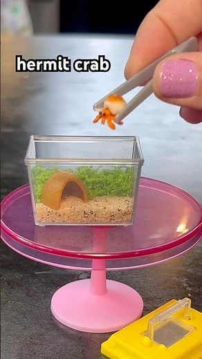 Let’s make a mini hermit crab enclosure