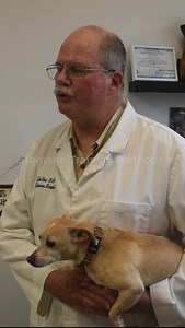 11 reactions | See why Veterinarians like Dr. John Shaw trust Invisible Fence® Brand's humane training methods and elite technology to keep their pets safe ⭐ Learn more: https://hubs.la/Q02d3j-40 | Invisible Fence Brand | Facebook