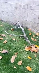 118K views · 3.1K reactions | DiY Blooming Tree, Guess how much？ https://hollywoodusa.us/flower-arrangement-ideas/ #fyp #foryou #diy #dollartree #viral | Decor Ideas | Facebook