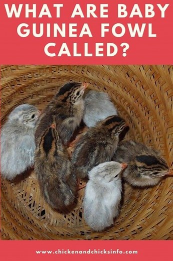 What Are Baby Guinea Fowl Called? (  Other Guinea Facts) - Chicken & Chicks Info