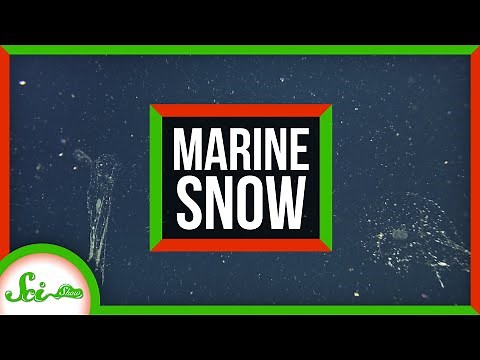The Most Incredible Snowfall on Earth Occurs Deep Underwater