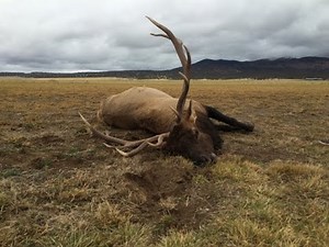 6x7 Bull Elk Trips on Fence and Dies