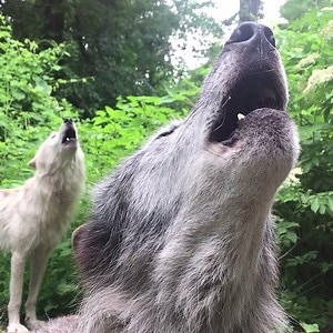 62K views · 4.4K reactions | Without the Endangered Species Act, there would be no humpback whales, no hummingbirds, and no howls. #savetheESA | Wolf Conservation Center | Facebook
