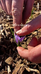 ✨ What is Red Gold? ✨ They call saffron “Red Gold” for a reason…...