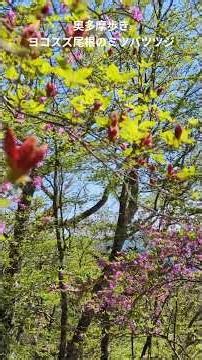 ヨコスズ尾根のミツバツツジ #奥多摩 #自然 #山歩き #癒し
