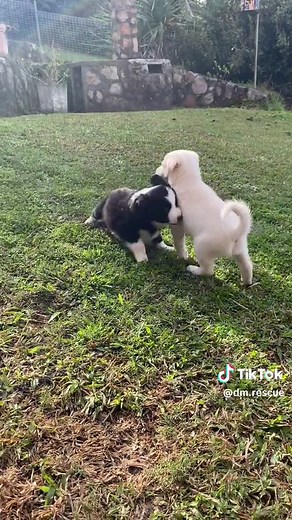 Adopt a Border Collie Puppy Today!