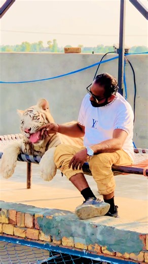 #Iraqi_songs #remix #lion #angrytiger #musicgenre #tiger #musicstyle #animals #musiccategory
