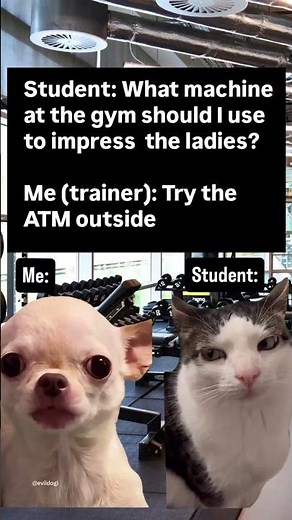 Funny Evildog Chihuahua Memes 🤣😂