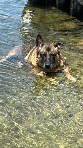 My Pretty Girls: German Shepherd and Akita Mix