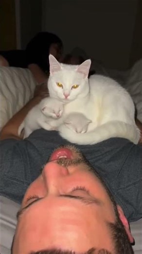Mom Cat Silences Snoring Human to Protect Her Kittens 😂🐾
