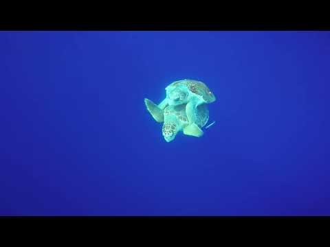 Turtles Mating in the Wild — Rare Nature Footage 🐢