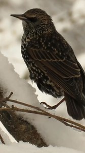 Do you know how to tell if a Starling is a male or female, it's surprisingly easy. #wildlifefacts #lovenature #starlings #naturelovers #wildlife #nature #discovernature #discoverwildlife #britishwildlife #birdwatching #britishbirds #discoverbirds #birds | A Shot Of Wildlife