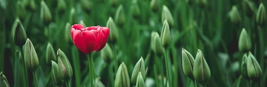 Wat is een Unique Selling Point? (USP) | Uitleg & Voorbeelden